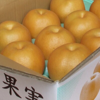 【家庭用】日本梨豊水5kg(9～14玉)《9月上旬～順次発送》新潟県加茂市 樋口農園