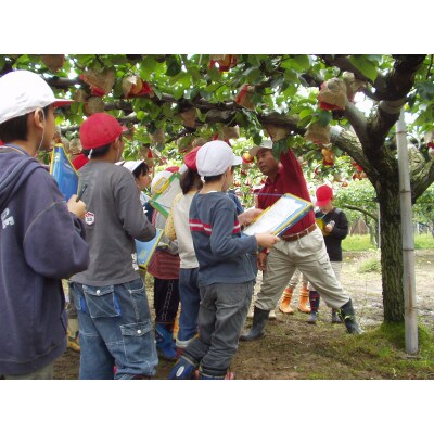 【家庭用】日本梨豊水5kg(9～14玉)《9月上旬～順次発送》新潟県加茂市 樋口農園