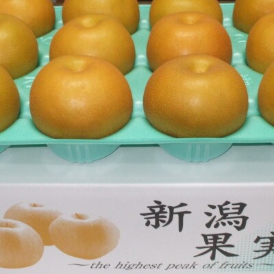 【贈答用】日本梨あきづき 3kg(5～9玉)《9月中旬～順次出荷》新潟県加茂市 樋口農園