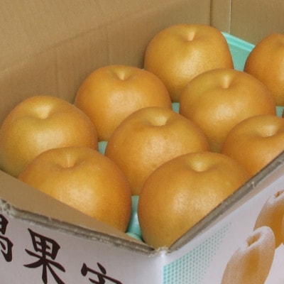 【家庭用】日本梨あきづき 3kg(5～9玉)《9月中旬～順次出荷》新潟県加茂市 樋口農園