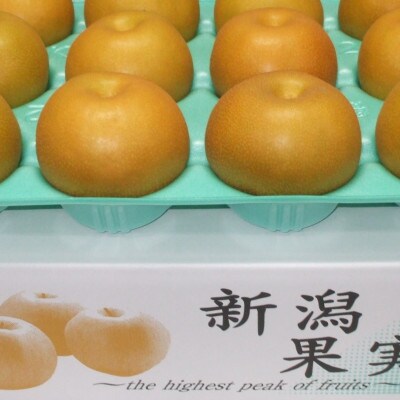 【家庭用】日本梨あきづき 3kg(5～9玉)《9月中旬～順次出荷》新潟県加茂市 樋口農園