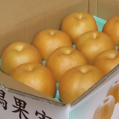 【贈答用】日本梨あきづき 5kg(8～14玉)《9月中旬～順次出荷》新潟県加茂市 樋口農園