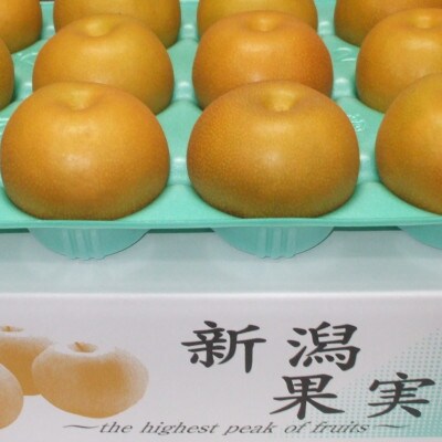 【贈答用】日本梨あきづき 5kg(8～14玉)《9月中旬～順次出荷》新潟県加茂市 樋口農園