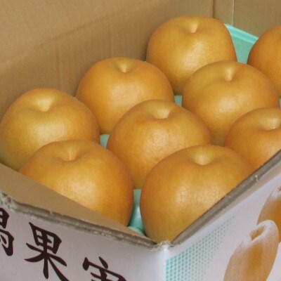 【家庭用】日本梨あきづき 5kg(8～14玉)《9月中旬～順次出荷》新潟県加茂市 樋口農園