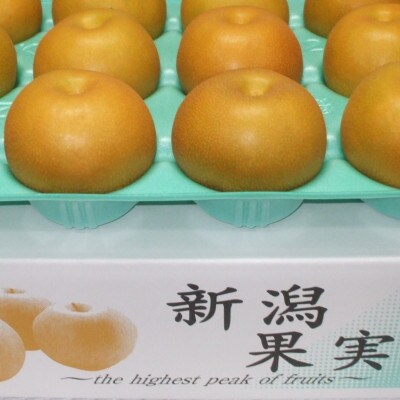 【家庭用】日本梨あきづき 5kg(8～14玉)《9月中旬～順次出荷》新潟県加茂市 樋口農園