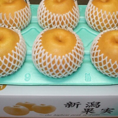 【贈答用】日本梨新高 5kg(5～9玉)《10月上旬～順次発送》新潟県加茂市 樋口農園