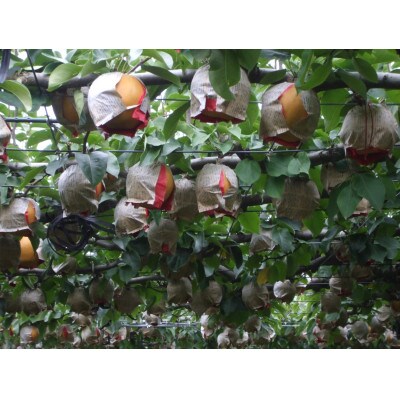 【家庭用】日本梨新高 5kg(5～9玉)《10月上旬～順次発送》新潟県加茂市 樋口農園