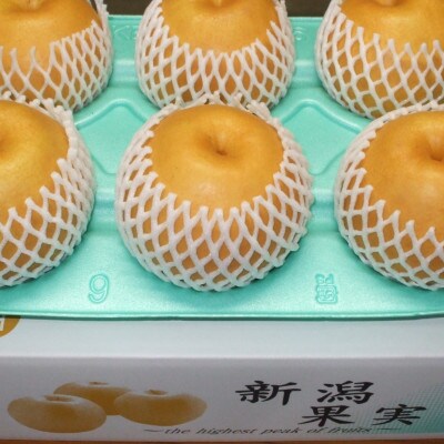 【家庭用】日本梨新高 5kg(5～9玉)《10月上旬～順次発送》新潟県加茂市 樋口農園