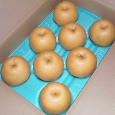 【家庭用】日本梨新興 3kg(5～8玉)《10月下旬～順次発送》新潟県加茂市 樋口農園