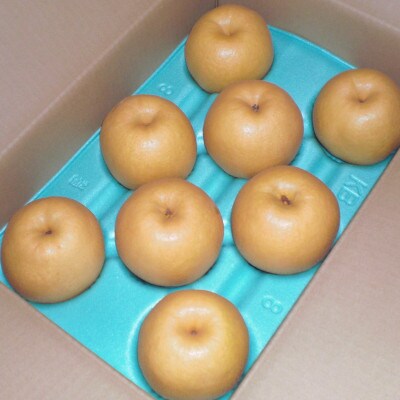 【家庭用】日本梨新興 5kg(7～12玉)《10月下旬～順次発送》新潟県加茂市 樋口農園
