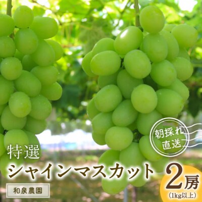 特選シャインマスカット2房入(1kg以上)