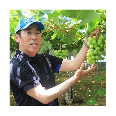 特選シャインマスカット2房入(1kg以上)