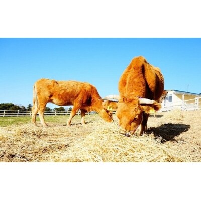 【草地和牛】レトルトビーフシチュー(1人前220g)3個入