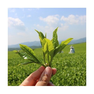 かわいいパッケージの粉末スティック茶(17本入×3袋)