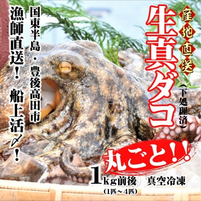 船上活締め!!生真ダコ丸ごと(1～4匹)【下処理済】