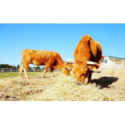 【草地和牛】レトルトハヤシ　( 1人前 180g)　6個入