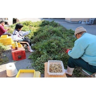 ぶんごたかだ特製塩煎り落花生詰合せ(100g×5袋)