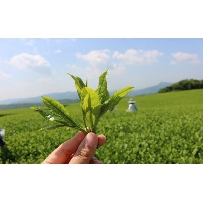 【スピード発送】 茶 緑茶 冨貴茶きらめきセット スティック ティーパック ティーバッグ