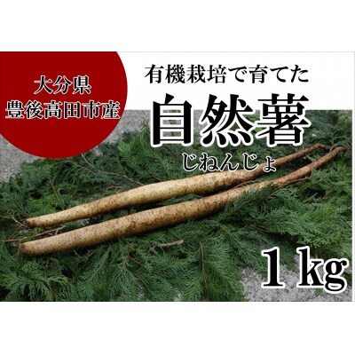 【先行受付】有機栽培で育てた自然薯(1kg) じねんじょ ヤマイモ 山芋 とろろ