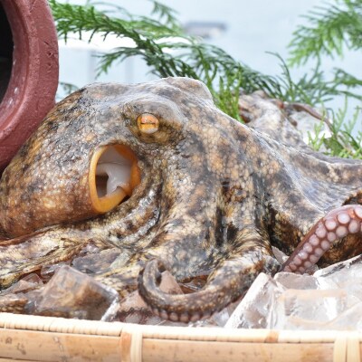 船上活締め!!ゆで真ダコ丸ごと(1~4匹)