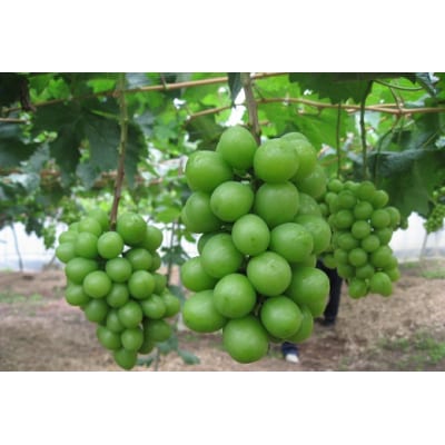 【ふるさと納税】《先行受付》至極の果実 シャインマスカット 2kg 大分県産 化粧箱入り 