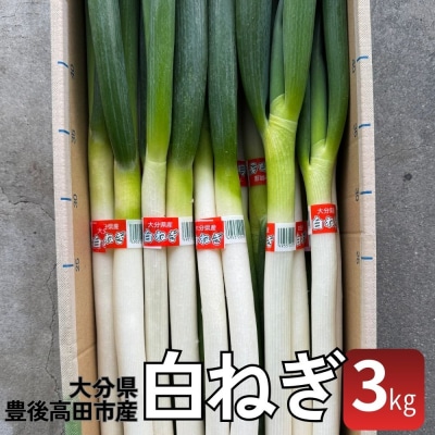 【先行予約】白ねぎ 3kg 豊後高田市産