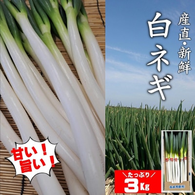 【先行予約】 ネギ 3kg 産地直送・新鮮! ねぎ 長ネギ 白ネギ 野菜 鍋 ミネラル豊富 豊後高田