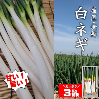 【先行予約】 ネギ (3kg前後) 産地直送・新鮮! ねぎ 長ネギ 白ネギ 野菜 鍋 ミネラル豊富