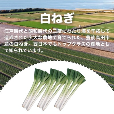 【先行予約】白ねぎ 3kg 豊後高田市産
