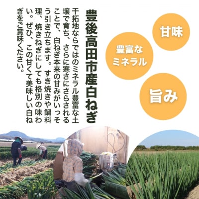 【先行予約】白ねぎ 3kg 豊後高田市産