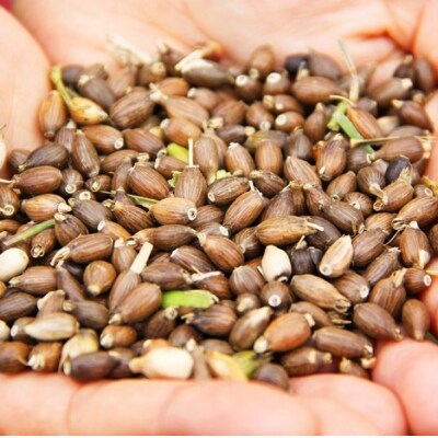 豊後高田産ハトムギ茶(8g×10包)/6袋 お茶 飲料 はとむぎ 健康茶