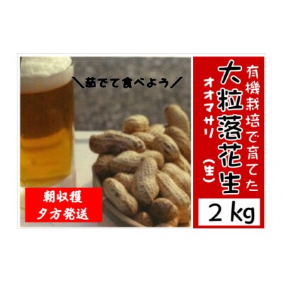 【先行予約】大粒落花生2kg おおまさり 落花生 おつまみ