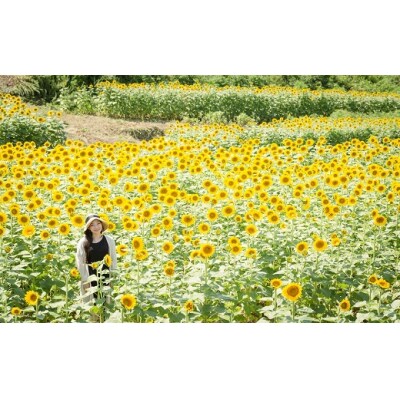 【塩】 ひまわりソルト(35g×5本) ソルト ひまわり ヒマワリ 調味料 国産