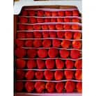 【アスカルビー】毎年一番人気!サイズお任せ不揃いイチゴ!