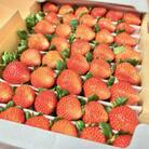 【恋みのり】毎年一番人気!サイズお任せ不揃いイチゴ!
