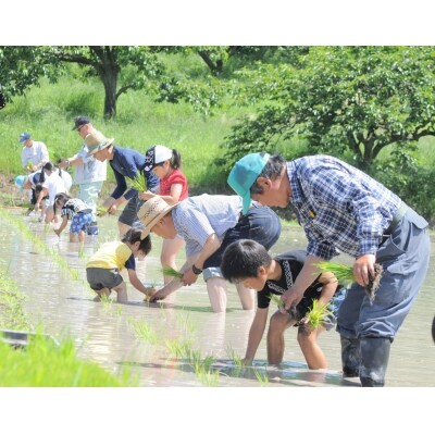 太陽の恵み「ひのひかり」(白米)60kg【令和2年産新米】