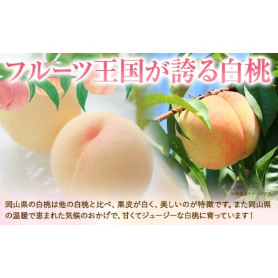 【2027年発送先行予約】清水白桃 約1.3kg(5玉)《2027年7月下旬-8月上旬頃出荷》