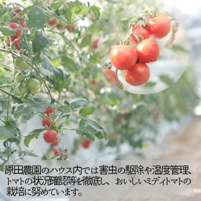 笠岡産ミディトマト2.4kg(数量限定)　A-233