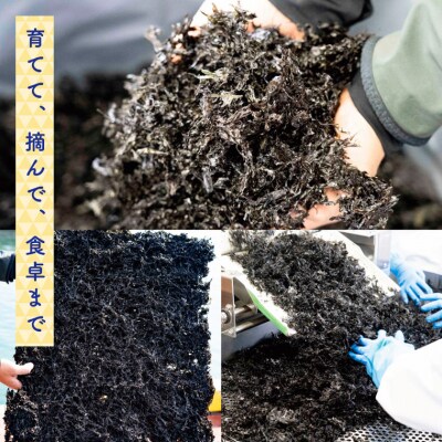 瀬戸内ど真ん中のり　ギフトセット　S-16