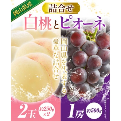 岡山産白桃とピオーネの詰合せ【令和8年産先行受付】　A-109c