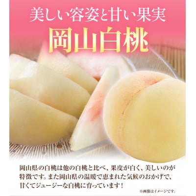 岡山産白桃とピオーネの詰合せ【令和8年産先行受付】　A-109c