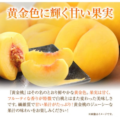 ご家庭用 おかやまの黄金桃 大玉3玉(1玉約300g)令和8年産先行受付　A-178b