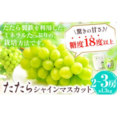 たたらみねらるシャインマスカット1.3kg以上(2房〜3房)(2026年産先行受付)2-21a