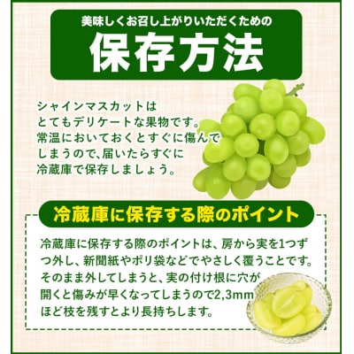 たたらみねらるシャインマスカット1.3kg以上(2房〜3房)(2026年産先行受付)2-21a