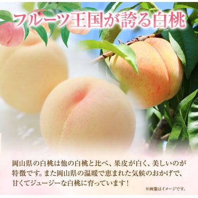 清水白桃 5玉約1.3kg 　令和8年産先行受付　B-56e