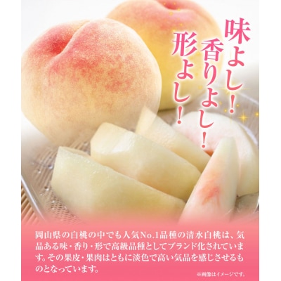 清水白桃 5玉約1.3kg 　令和8年産先行受付　B-56e