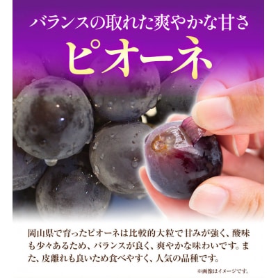 桃・ピオーネ詰合せ約1kg　令和8年産先行受付　H-22a