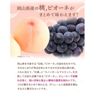 桃・ピオーネ詰合せ約1kg　令和8年産先行受付　H-22a