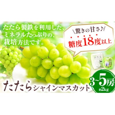 たたらみねらるシャインマスカット2kg以上(3〜5房)2026年産先行受付 4-09b