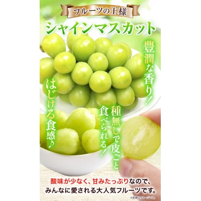 たたらみねらるシャインマスカット2kg以上(3〜5房)2026年産先行受付 4-09b